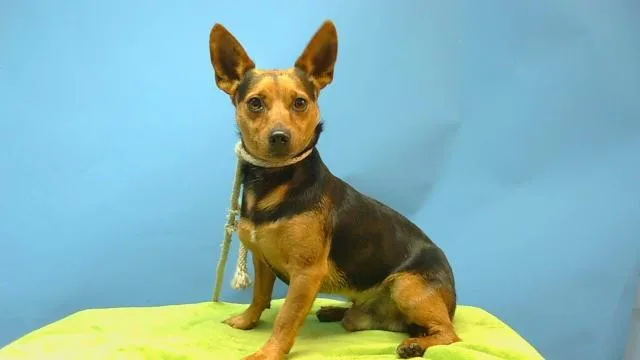 An adult small-sized male Chihuahua dog named Lucky for adoption in Gardena, CA