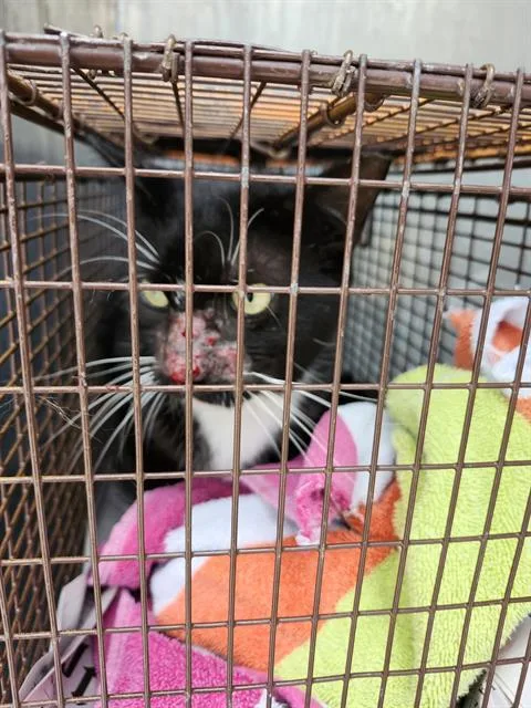 A young large-sized female Domestic Short Hair cat named Regan for adoption in San Antonio, TX