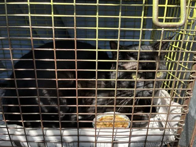 A young medium-sized male Domestic Short Hair cat named Toby for adoption in San Antonio, TX