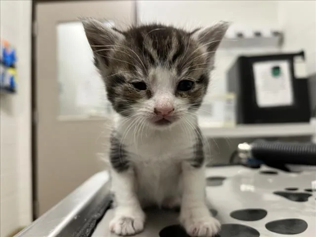 Piper