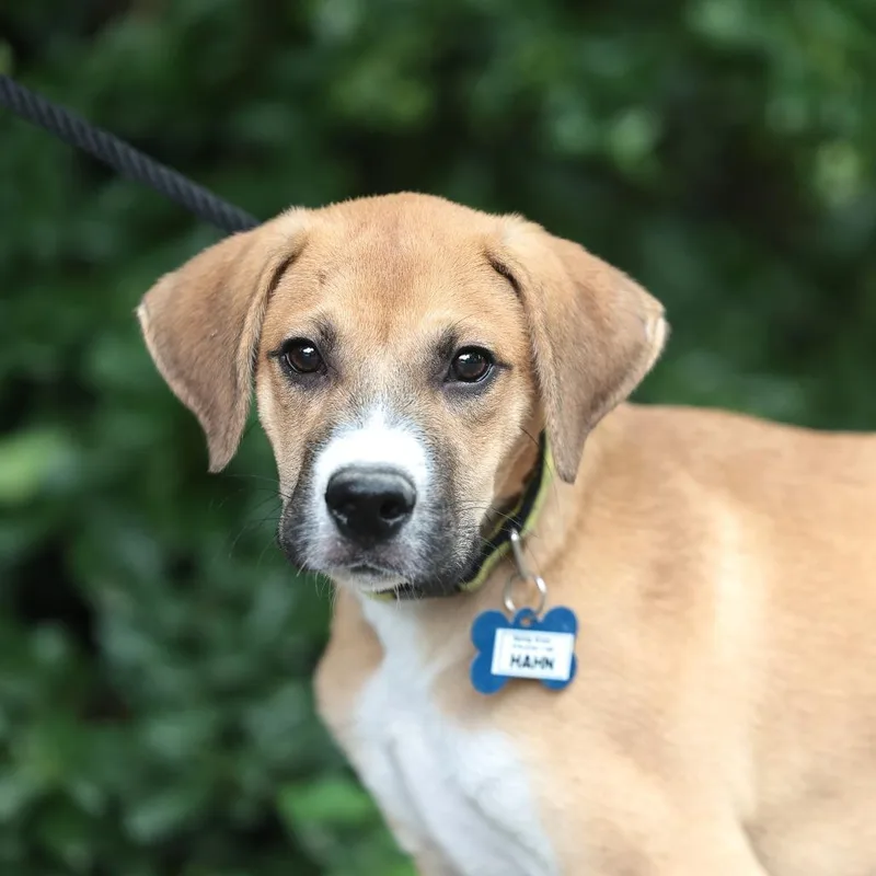 A baby medium-sized male Brown / Chocolate Retriever dog named Hahn for adoption in Wake Forest, NC