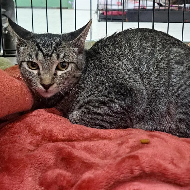 A baby medium-sized female Brown / Chocolate Domestic Short Hair cat named Ricki for adoption in Pensacola, FL