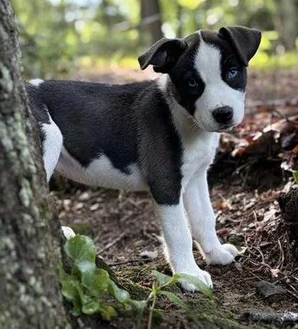 A baby medium-sized female Terrier dog named Lassie for adoption in Malvern, PA
