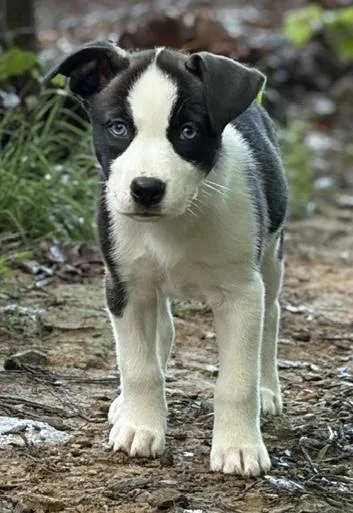 Lassie thumbnail 2