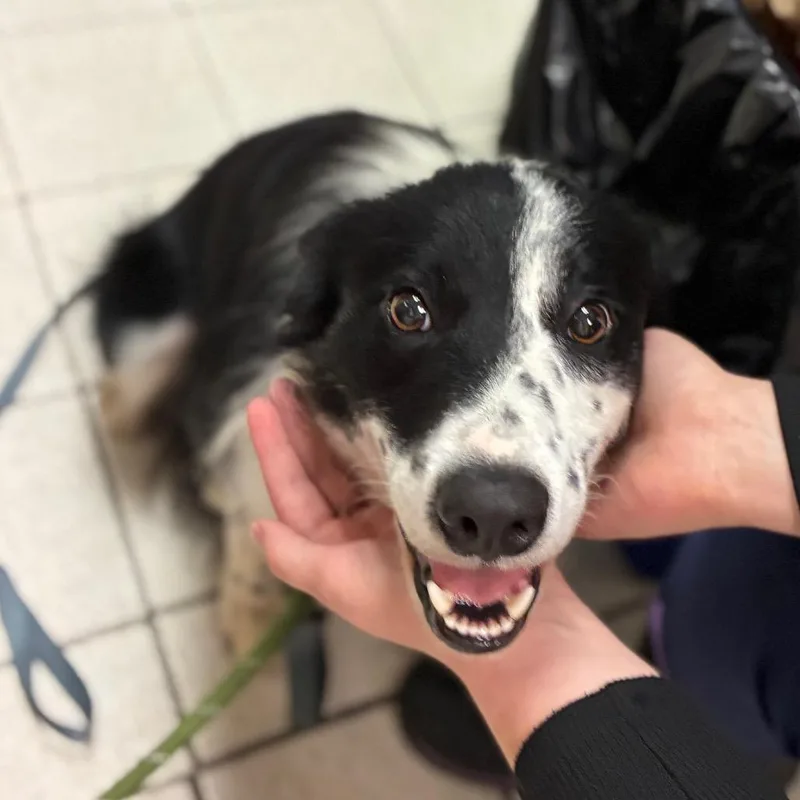 An adult medium-sized male Black Mixed Breed dog named Buddy Boy for adoption in Charleston, WV