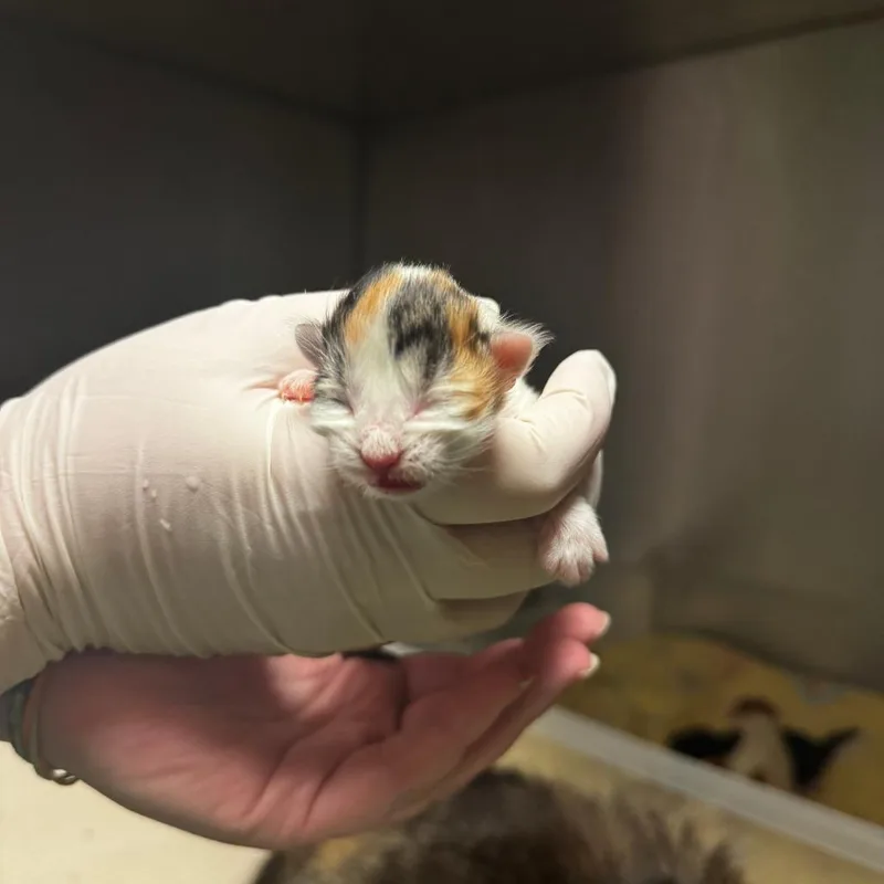 A baby small-sized female Calico Domestic Short Hair cat named Pearl for adoption in South Haven, MI