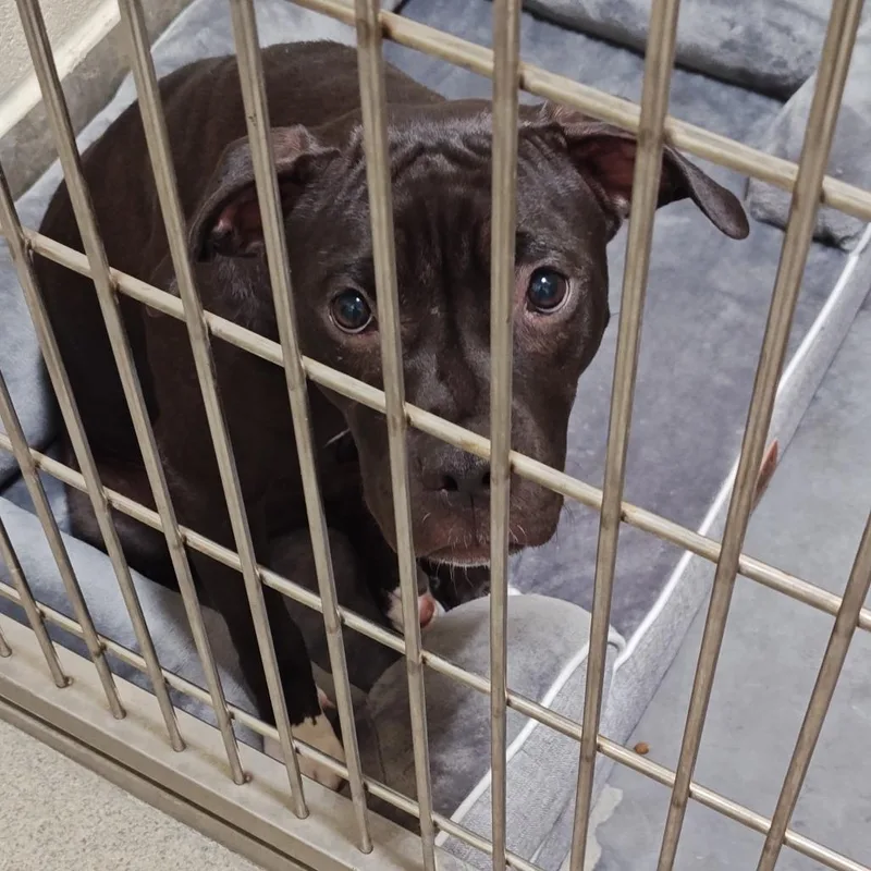 A young medium-sized female Black Pit Bull Terrier dog named IEPAStray for adoption in Upland, CA