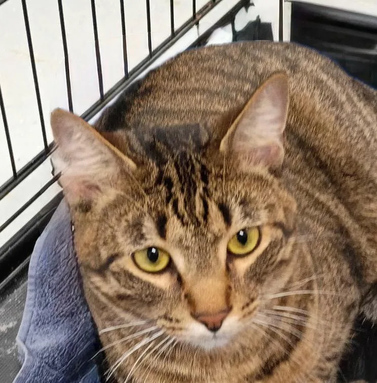 A young large-sized male Domestic Short Hair cat named Valor for adoption in Little Rock, AR