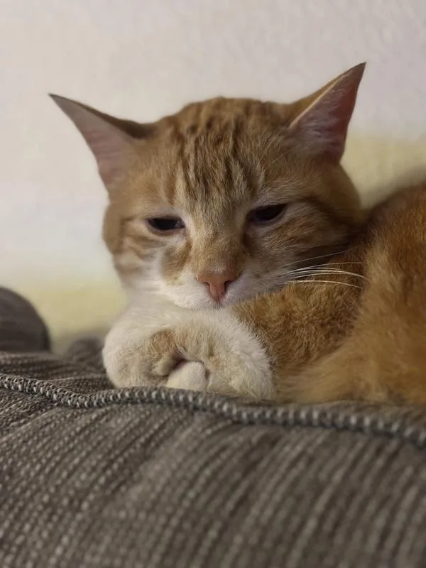 A senior medium-sized male Domestic Short Hair cat named Pedi Paws for adoption in Oceanside, CA