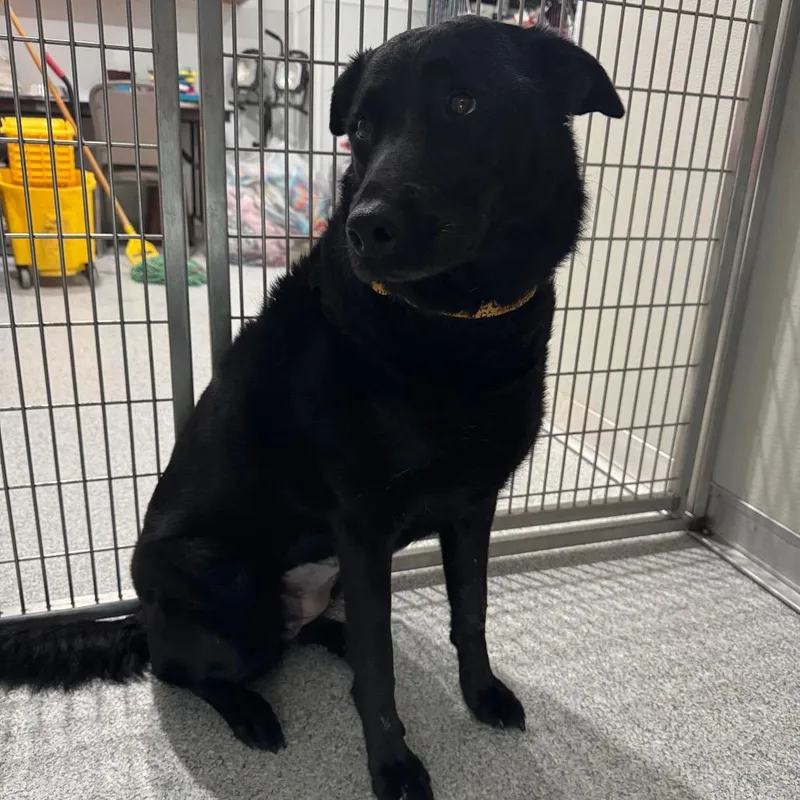 An adult medium-sized female Black Mixed Breed dog named Mugsy for adoption in Pineville, MO