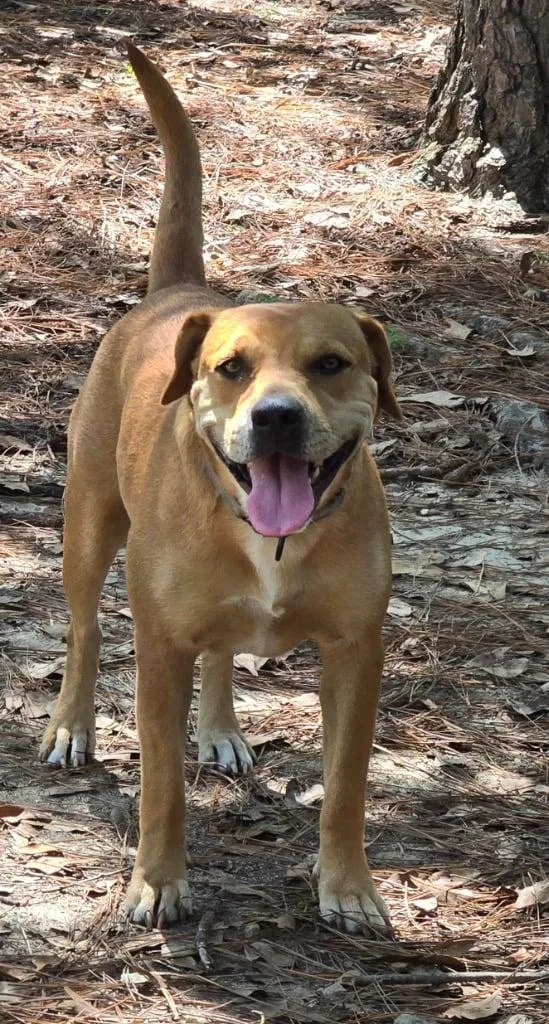 A young medium-sized female Brown / Chocolate Mixed Breed dog named Wilma for adoption in BONIFAY, FL