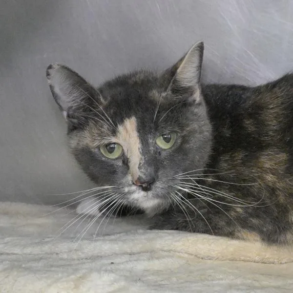 A young small-sized female Domestic Short Hair cat named Joan Jett for adoption in Austin, TX