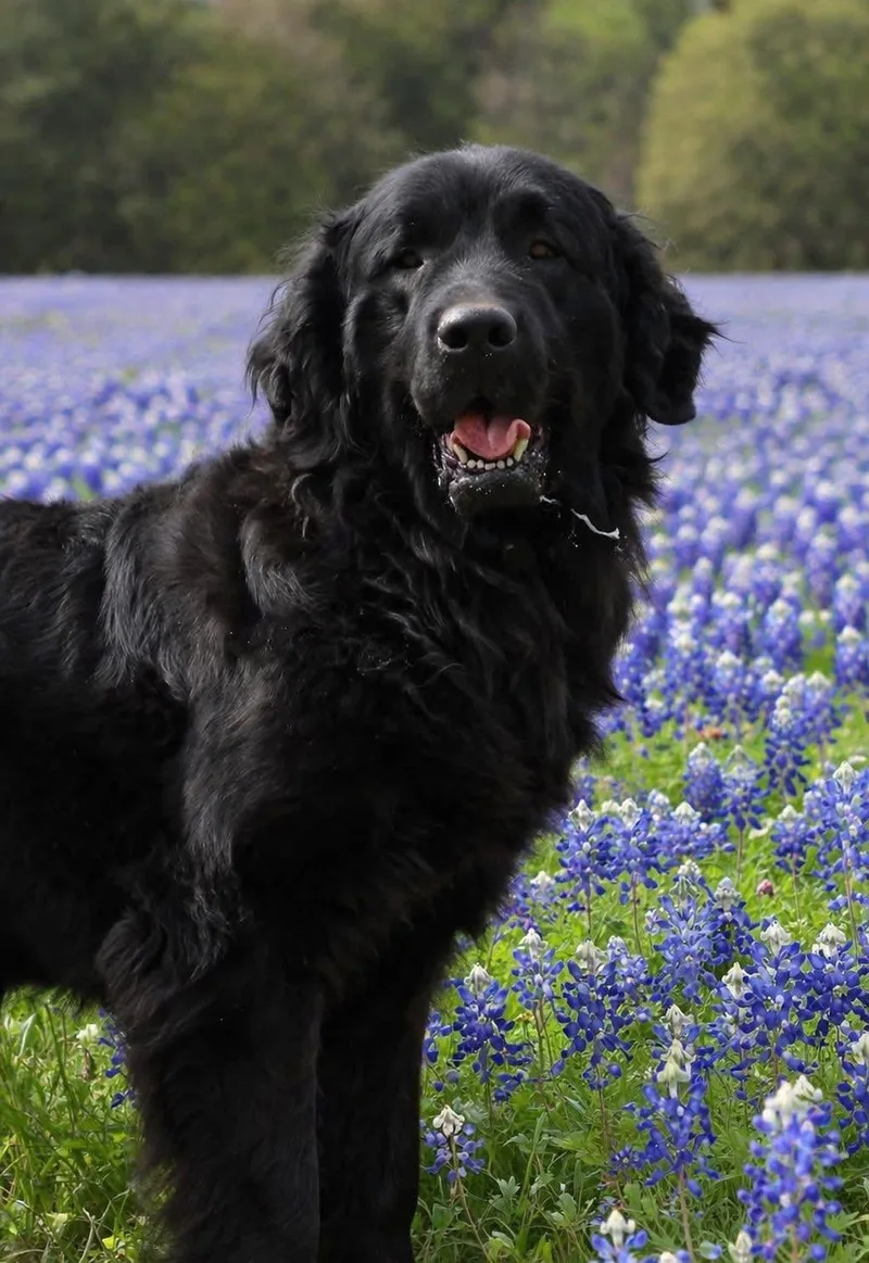 An adult extra large-sized female Black Newfoundland Dog dog named Dorothy for adoption in Wagoner, OK