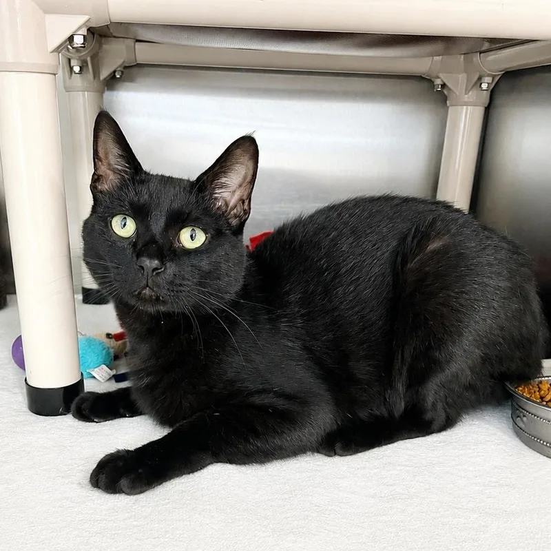 An adult medium-sized male Black Domestic Short Hair cat named Gunther for adoption in Jamestown, ND