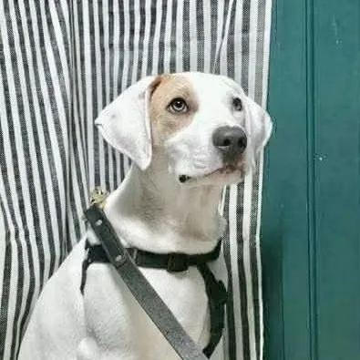 A young medium-sized male White / Cream Labrador Retriever dog named Dune for adoption in Austin, TX