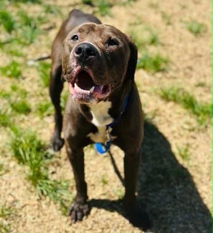 An adult large-sized male Mixed Breed dog named Morris for adoption in West Chester, PA