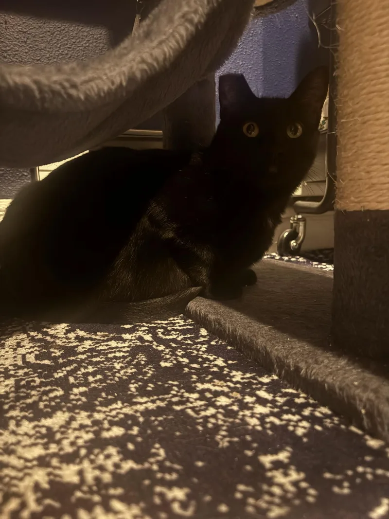 An adult large-sized male Black Domestic Short Hair cat named Little Guy and Misty for adoption in Seattle, WA