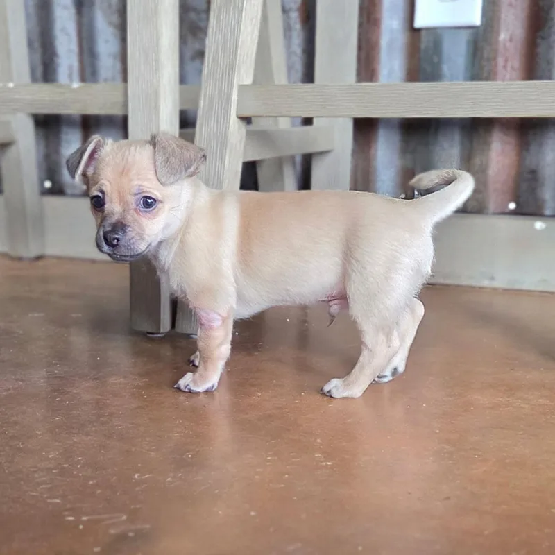A baby small-sized male Chihuahua dog named Cinder for adoption in Gainesville, TX