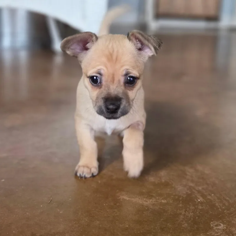 Cinder thumbnail 4