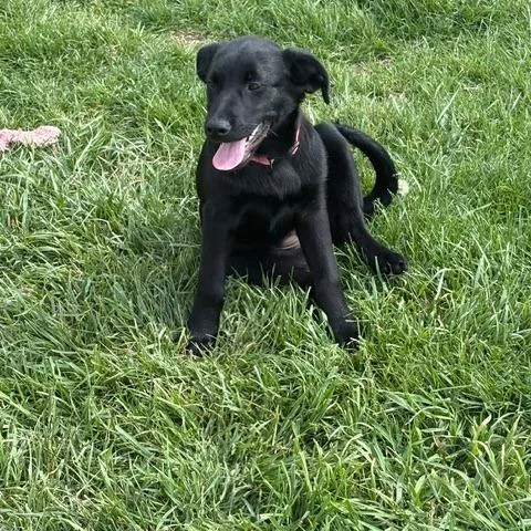 A baby medium-sized female Black Shepherd dog named Sinead for adoption in Delaware, OH