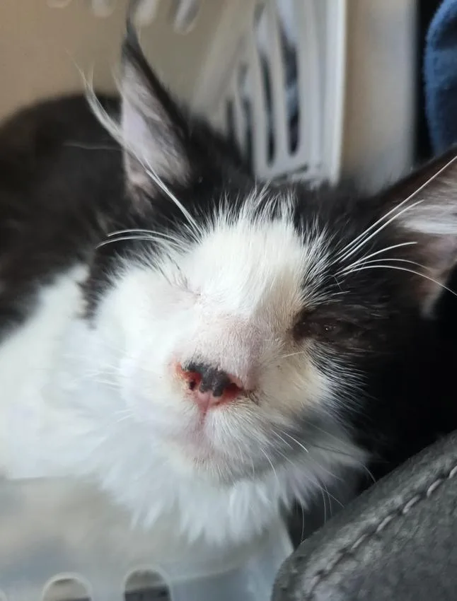 A baby medium-sized male Black & White / Tuxedo Domestic Short Hair cat named Carlos for adoption in Salinas, CA