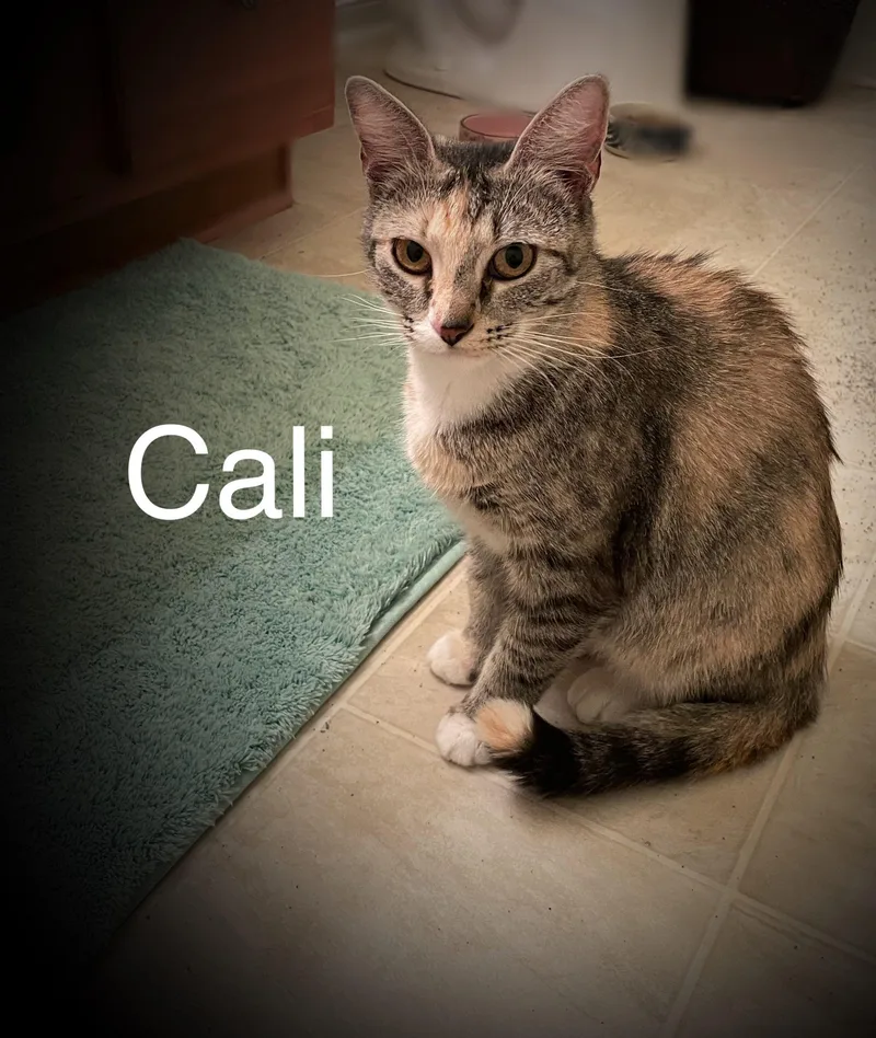 Cali thumbnail 3