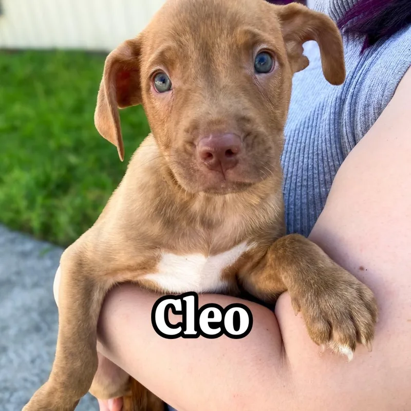 Cleo