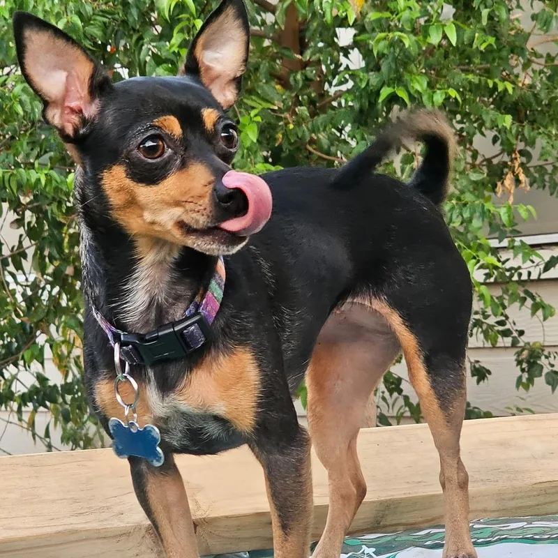 A senior small-sized female Chihuahua dog named Juggalo for adoption in Laredo, TX