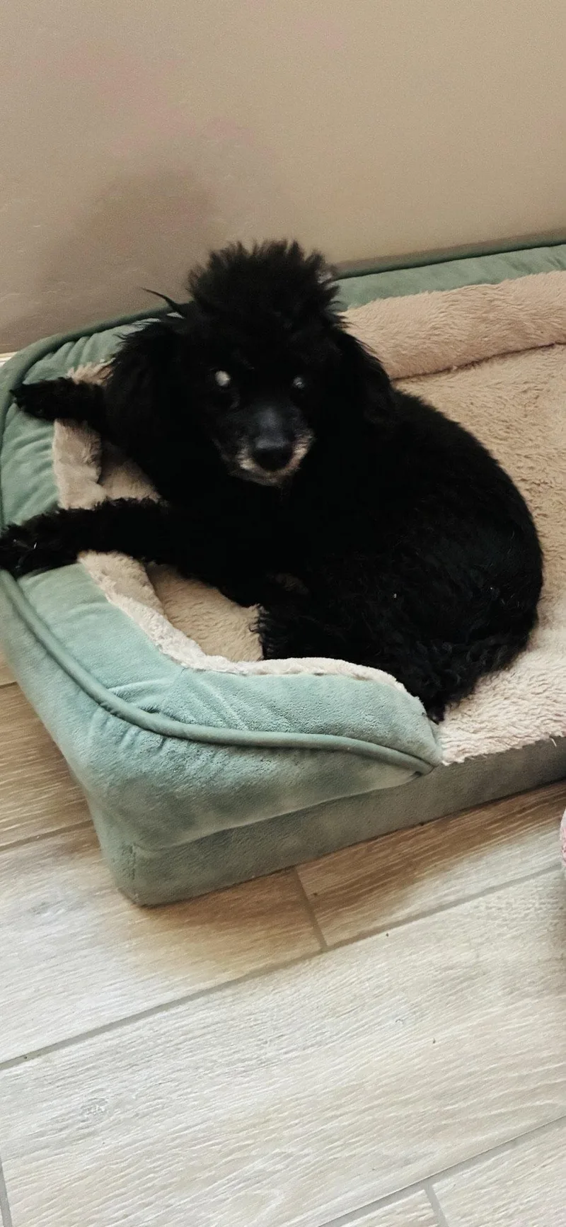 An adult small-sized male Poodle dog named Moon Pie for adoption in Tucson, AZ