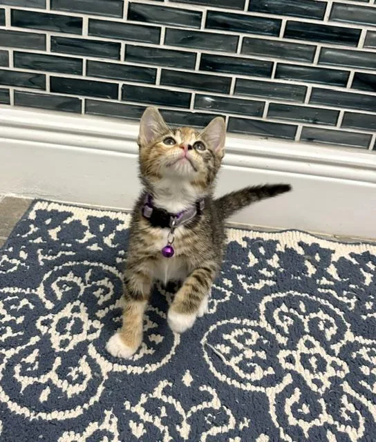 A baby small-sized female Calico cat named Chilli for adoption in Maitland, FL