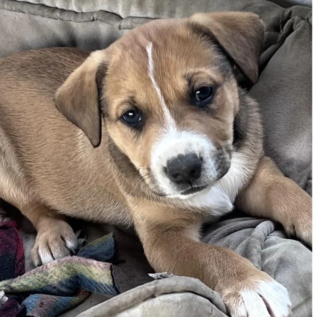 A baby large-sized female Brown / Chocolate Mixed Breed dog named April for adoption in San Francisco, CA