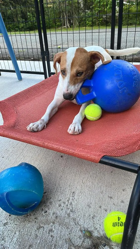 An adult medium-sized female White / Cream Mixed Breed dog named Monday for adoption in Leverett, MA