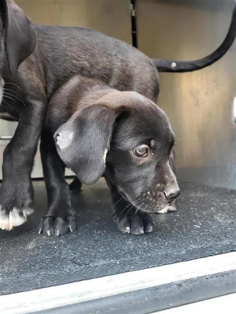A baby small-sized female Labrador Retriever dog named Noche for adoption in San Antonio, TX