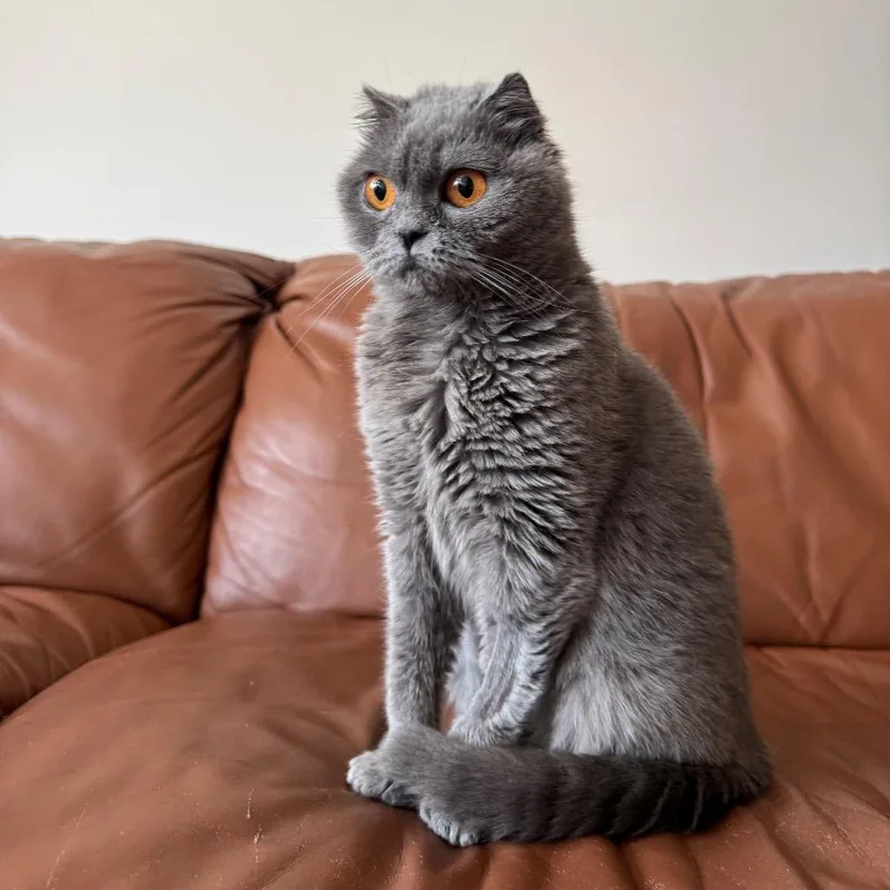 A young small-sized female Gray / Blue / Silver Domestic Short Hair cat named Chichi for adoption in Gibsonia, PA