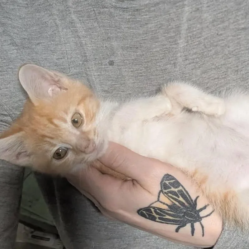 A baby small-sized male Orange / Red Domestic Short Hair cat named Ferdinand for adoption in Lexington, KY