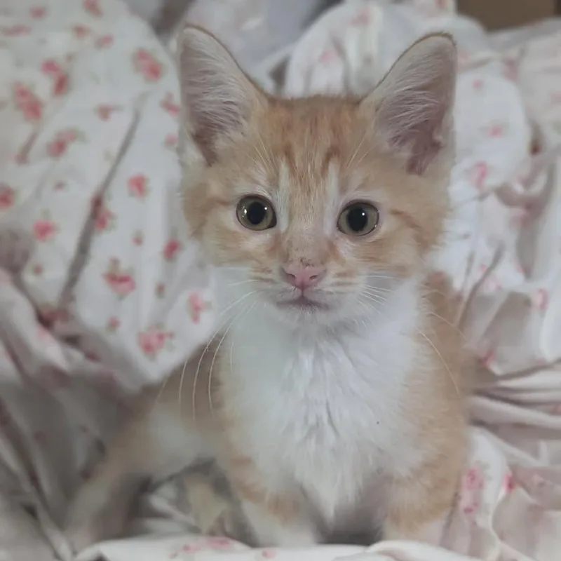 Ferdinand thumbnail 5