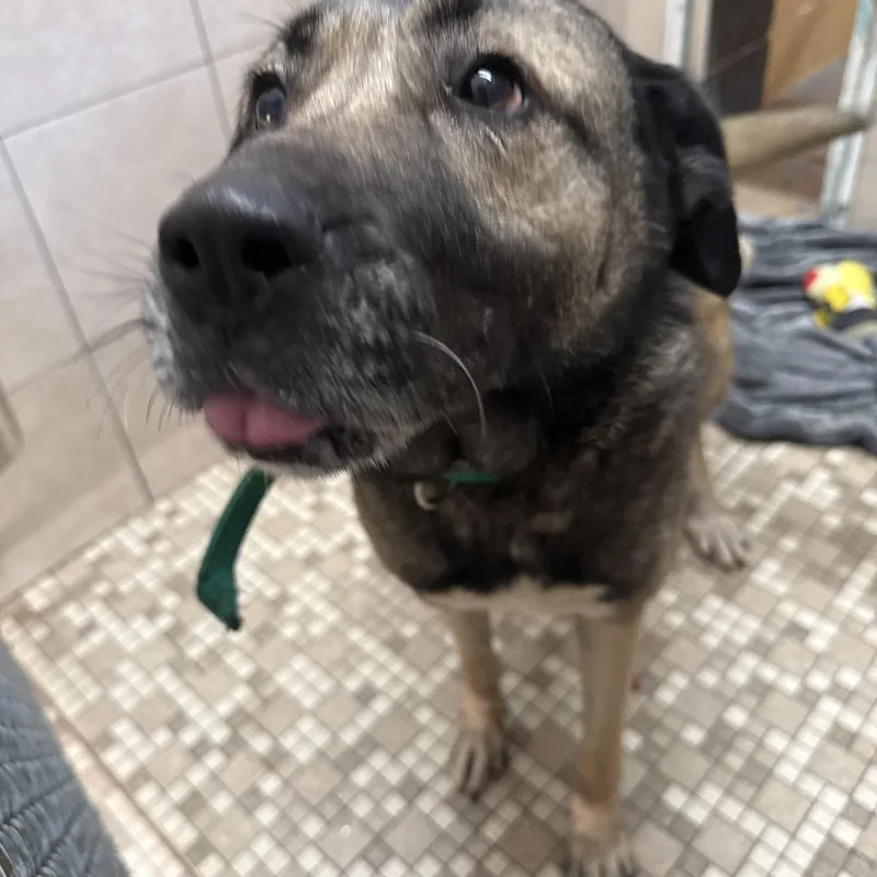 An adult large-sized female Sable Shepherd dog named Alizah for adoption in Honesdale, PA