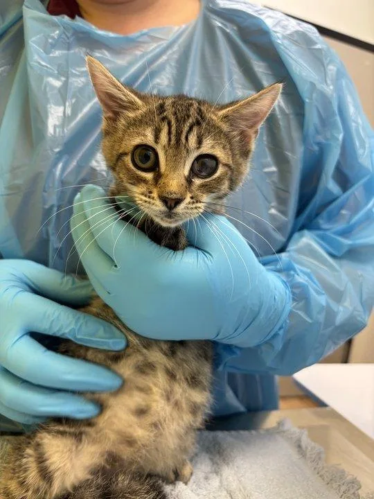 A baby small-sized female Tabby (Brown / Chocolate) Domestic Short Hair cat named Vhagar for adoption in Raleigh, NC