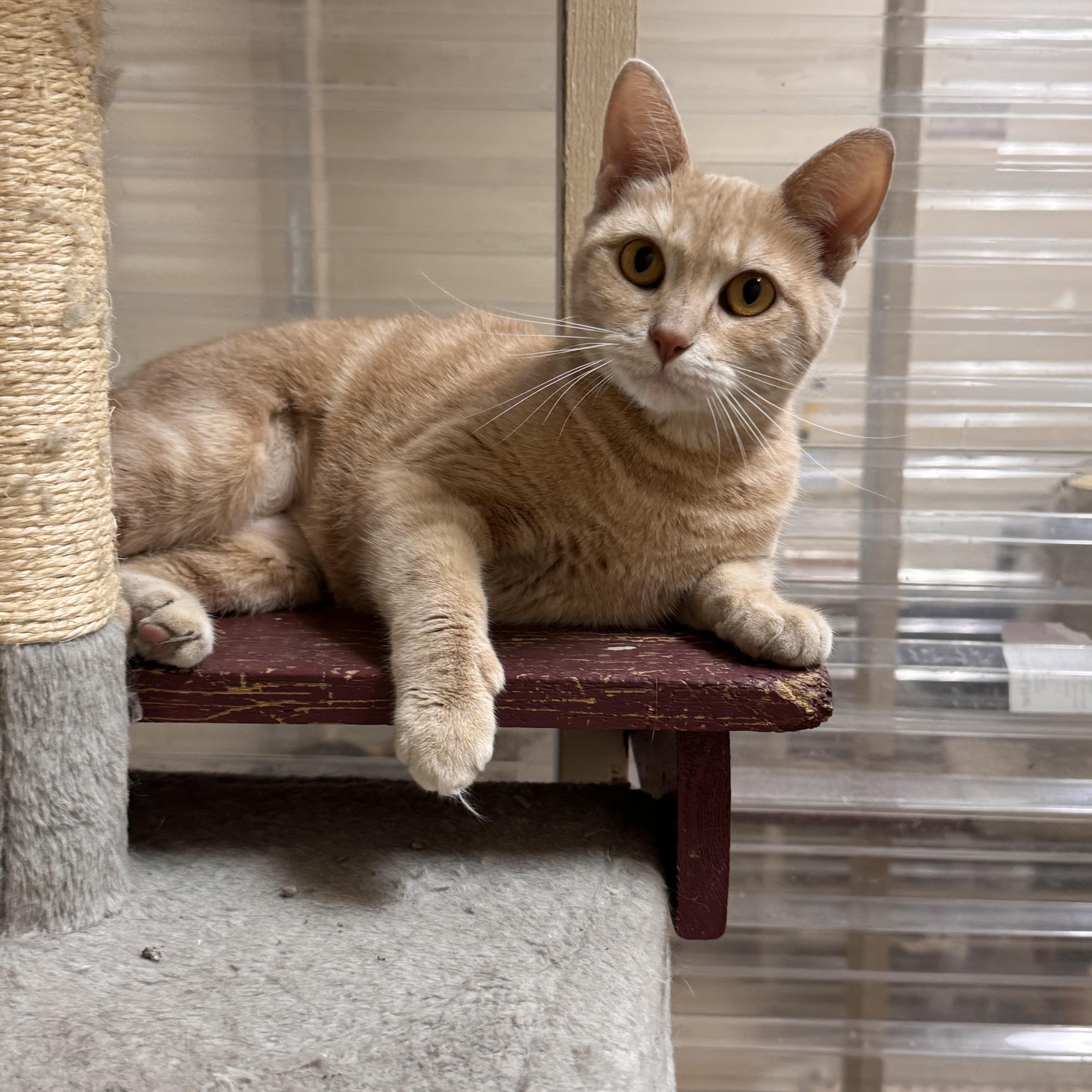 An adult medium-sized female Tabby (Buff / Tan / Fawn) Domestic Short Hair cat named Echo for adoption in Logan, OH
