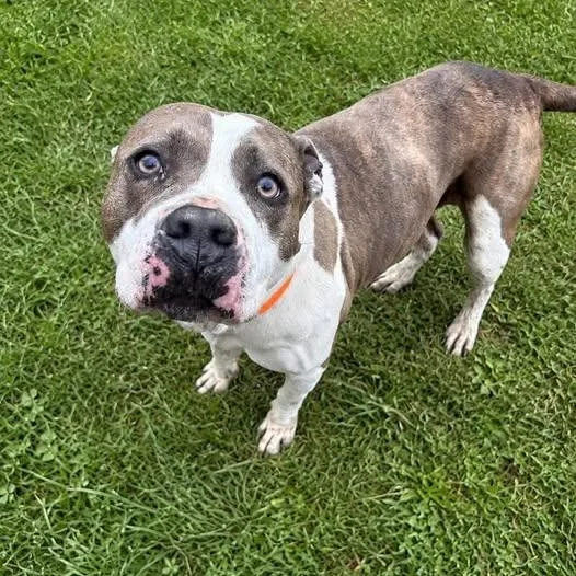 A senior medium-sized female Brindle Terrier dog named Nu Nu for adoption in Warren, OH