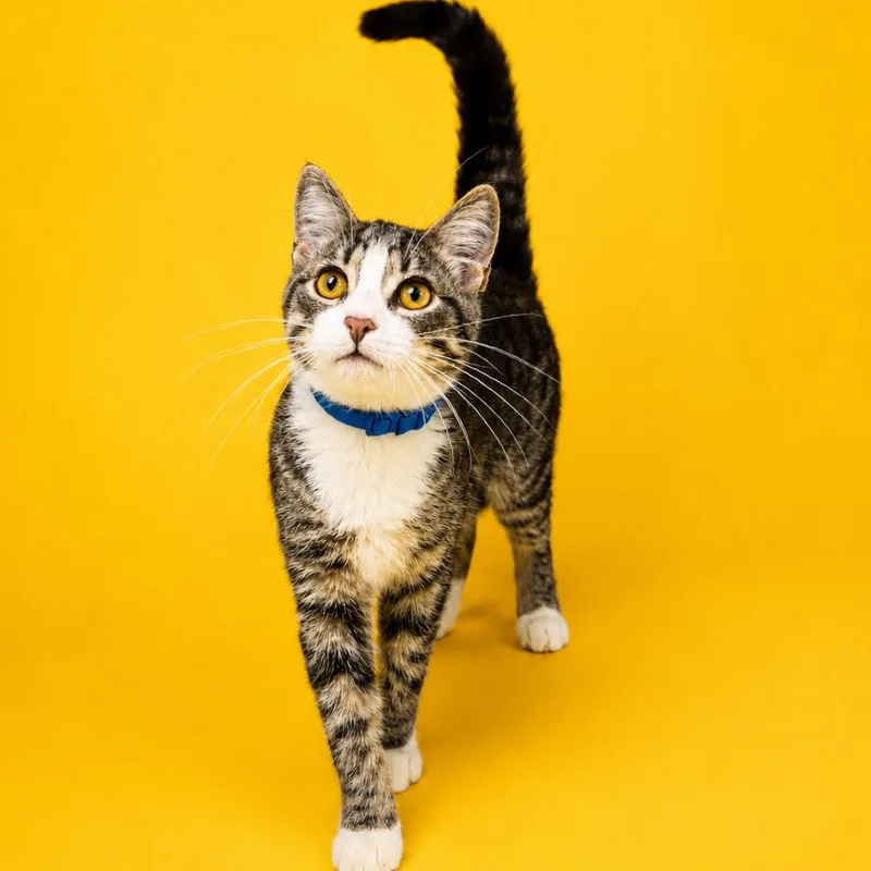 A baby medium-sized male Gray / Blue / Silver Domestic Short Hair cat named Ernest for adoption in Binghamton, NY