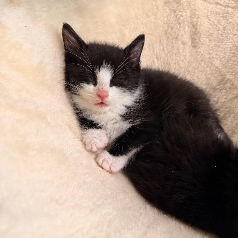 A baby small-sized male Black Domestic Short Hair cat named Biscuit for adoption in Brighton, MO