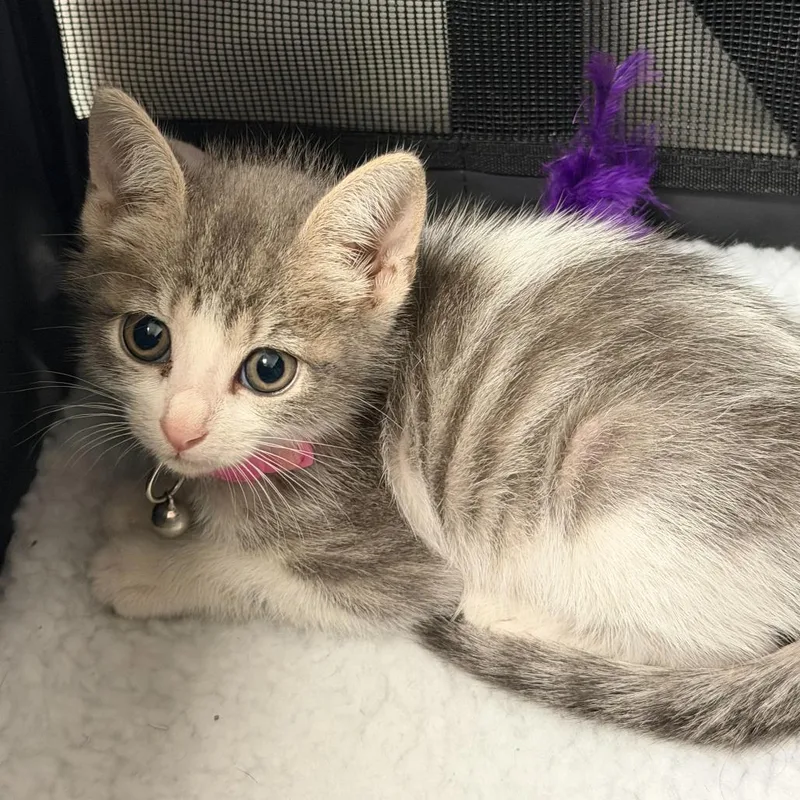 A baby small-sized female Gray / Blue / Silver Domestic Short Hair cat named Crunchy Roll for adoption in Edinburg, TX
