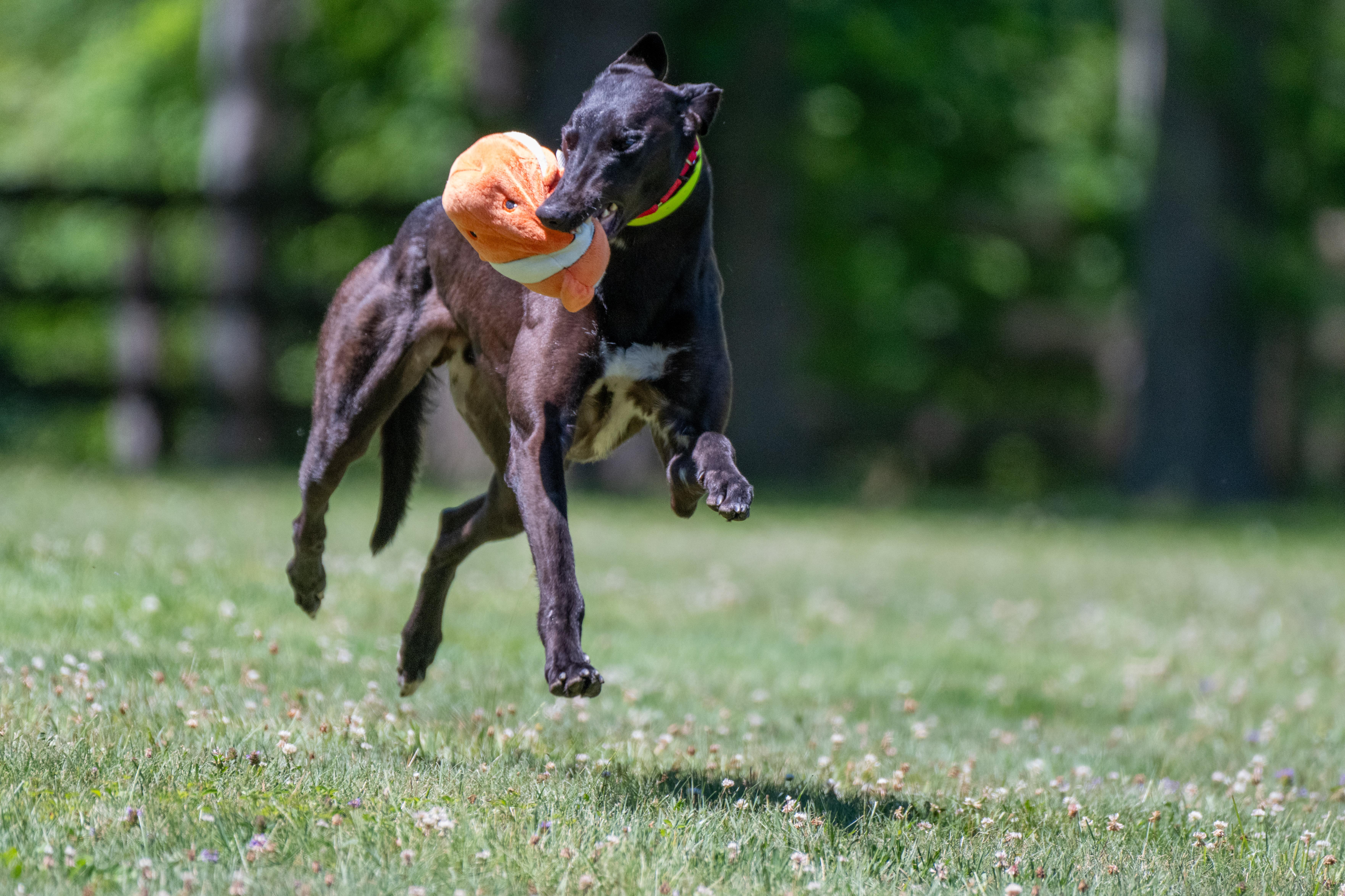 A young large-sized male Black Greyhound dog named Ravenswood Sunny "Sunny" for adoption in Chagrin Falls, OH