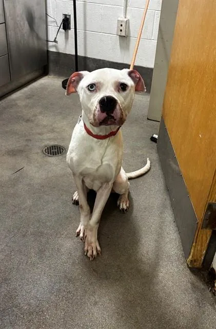 An adult medium-sized male Pit Bull Terrier dog named Rocky for adoption in Upper Marlboro, MD
