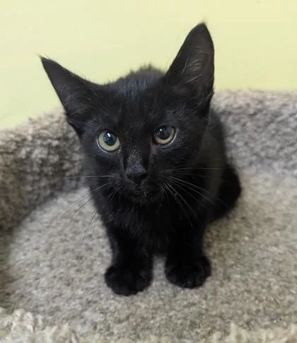 A baby medium-sized male Black Domestic Short Hair cat named Onyx for adoption in Jackson, GA