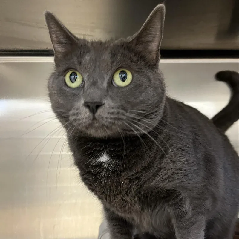 Ladybird thumbnail 2