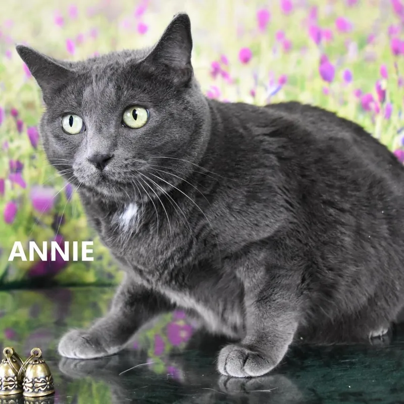 Ladybird thumbnail 3