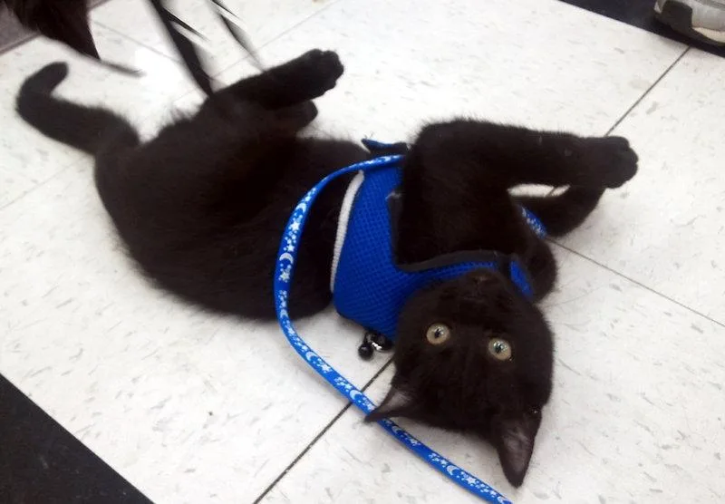 A baby medium-sized male Black Domestic Short Hair cat named Flash for adoption in Cincinnati, OH