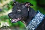 A senior medium-sized female Pit Bull Terrier dog named Balou for adoption in Newport, KY